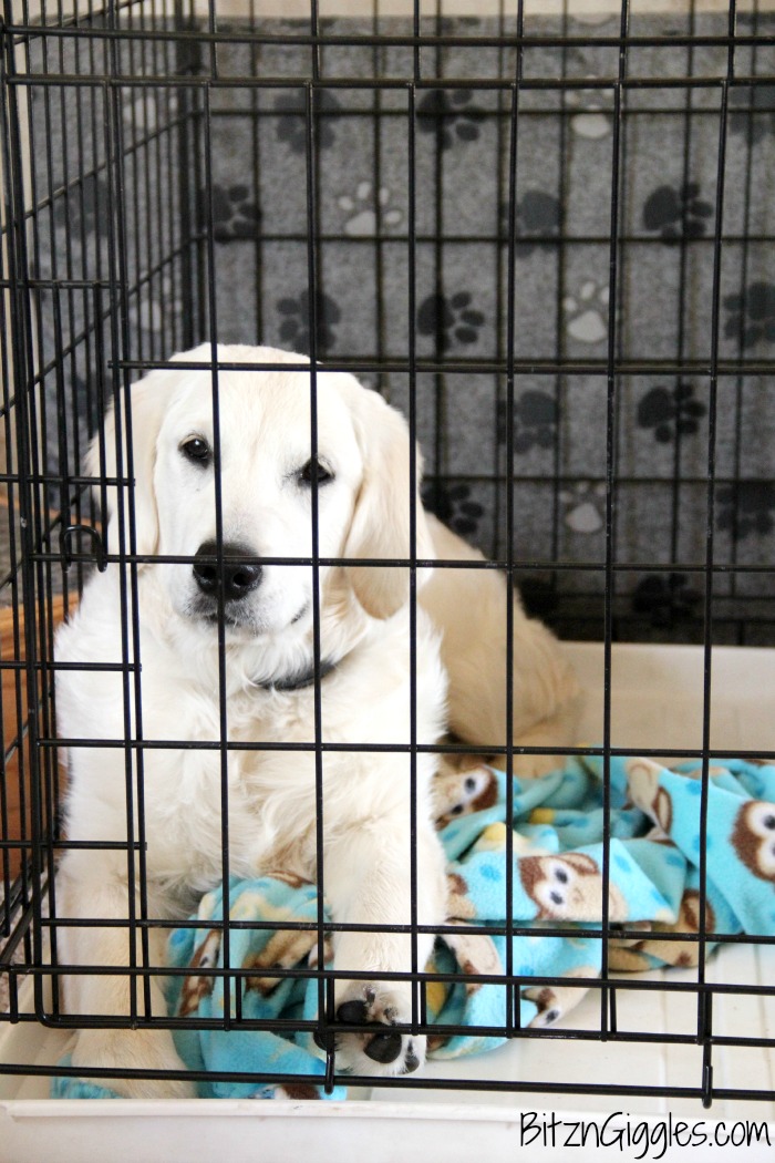 Potty Training Your Puppy - Tips and tricks to get your new furry friend to potty outside instead of inside!