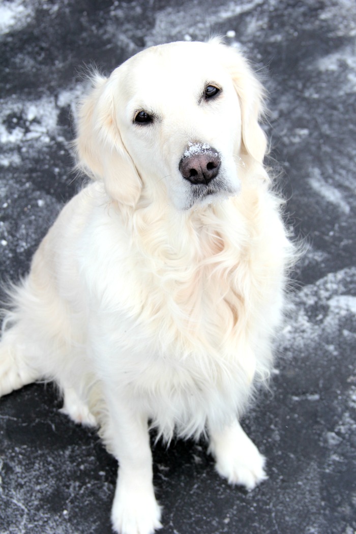 Family Goal Setting Printable - Free 90-day action plan printable to help your family set manageable goals you can work together to achieve.