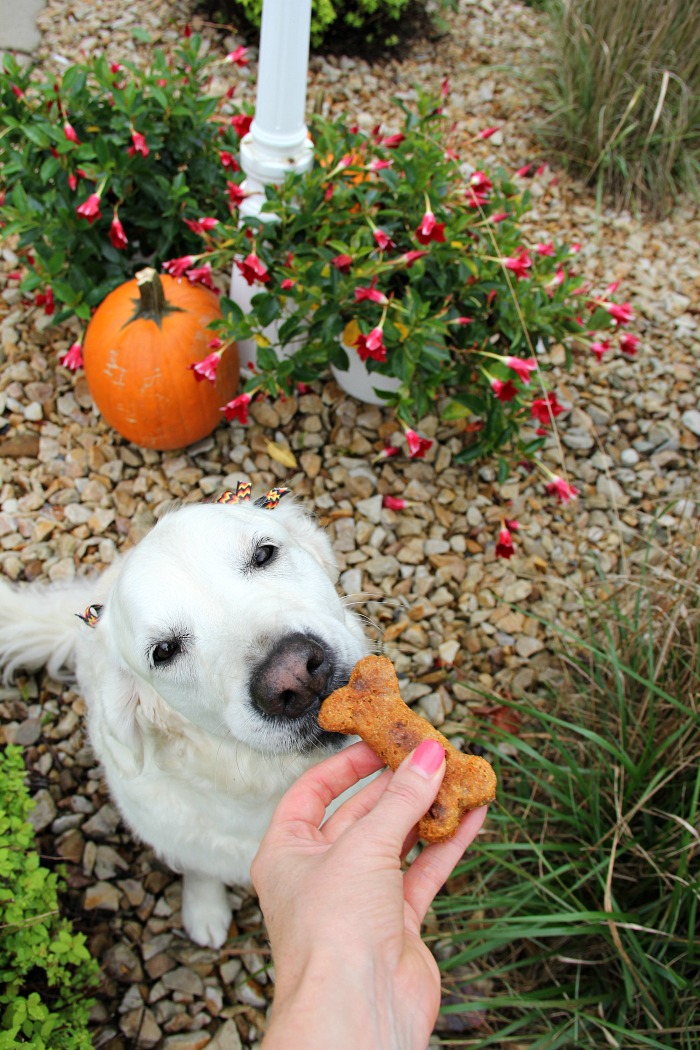 Crunchy Carrot Dog Biscuits - Flavorful, crunchy homemade dog biscuits naturally sweetened with carrots and applesauce.