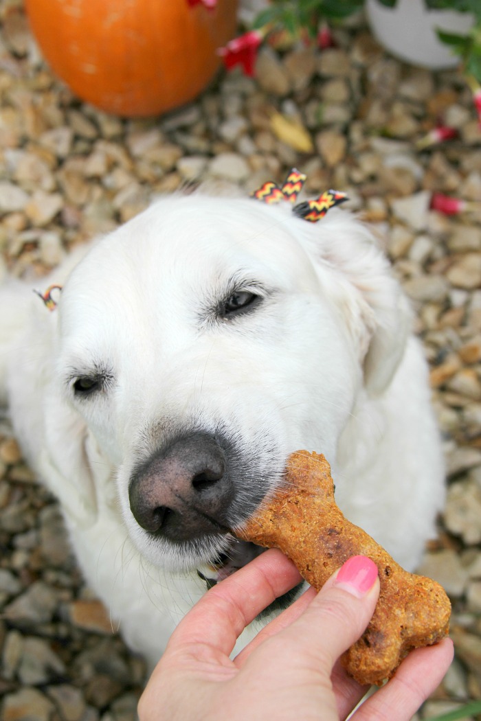 Crunchy Carrot Dog Biscuits - Flavorful, crunchy homemade dog biscuits naturally sweetened with carrots and applesauce.