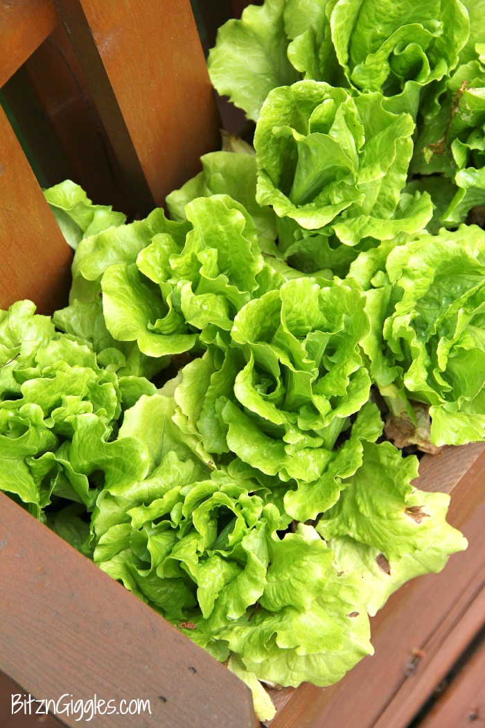 A delicious, crisp chopped salad with loads of fresh veggies, perfect for serving up in the summer after a visit to the farmer's market!